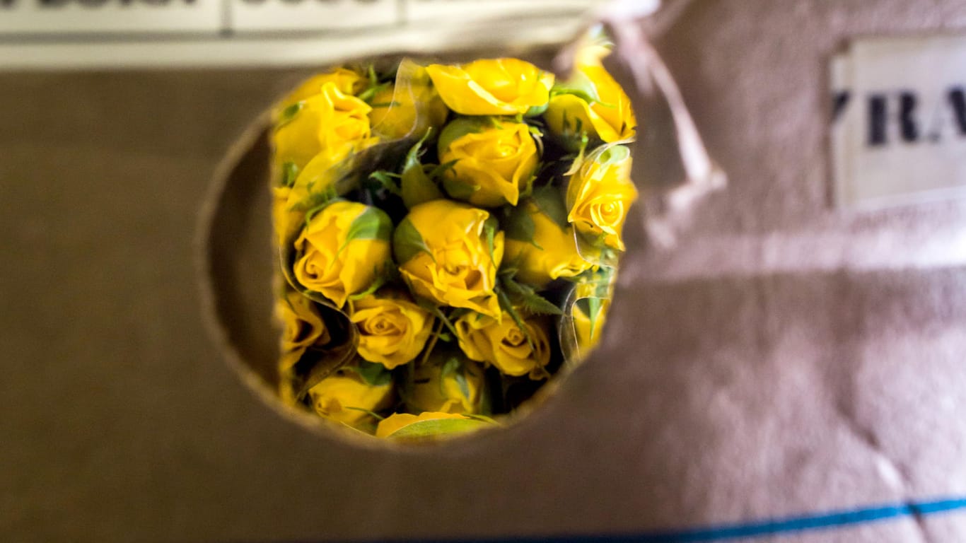 Rosen aus Kenia: Die Blumenindustrie bringt dem afrikanischen Land wichtige Devisen.