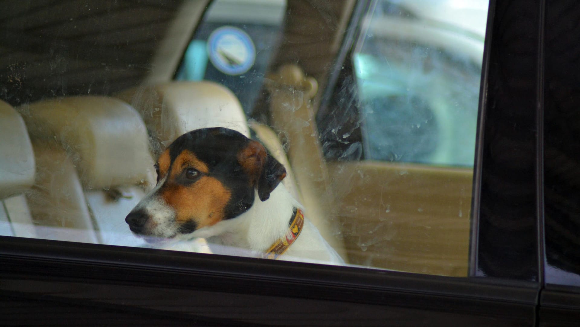 Hund im Auto: Die Stiftung Warentest hat geprüft, mit welchen Hilfsmitteln Hunde im Pkw am besten transportiert werden.