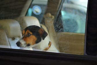 Hund im Auto: Die Stiftung Warentest hat geprüft, mit welchen Hilfsmitteln Hunde im Pkw am besten transportiert werden.