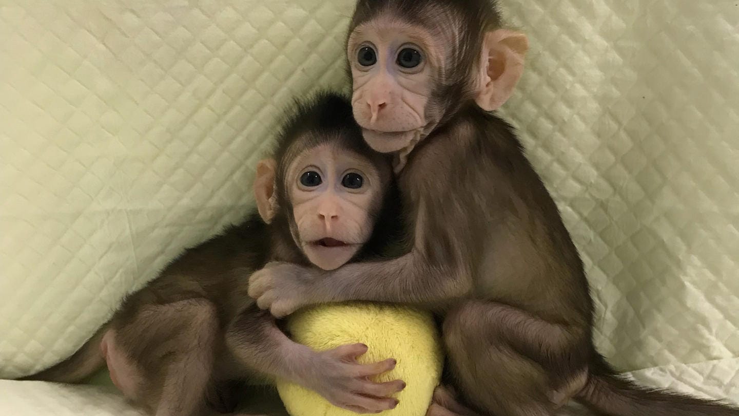 Affenbabys: Das sind Hua Hua und Zhong Zhong, die ersten zwei Affen, die nach der "Dolly"-Methode geklont wurden.