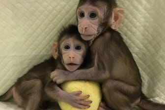 Affenbabys: Das sind Hua Hua und Zhong Zhong, die ersten zwei Affen, die nach der "Dolly"-Methode geklont wurden.