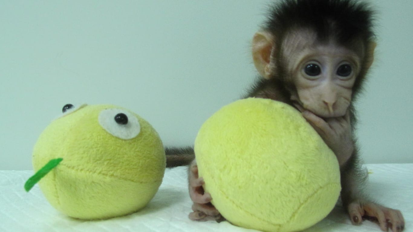 Affenbaby Hua Hua: Wie gesund die beiden überlebenden Affenjungen tatsächlich sind, ist offen – geklonte Tiere leiden in der ersten Generation oftmals an Erkrankungen.