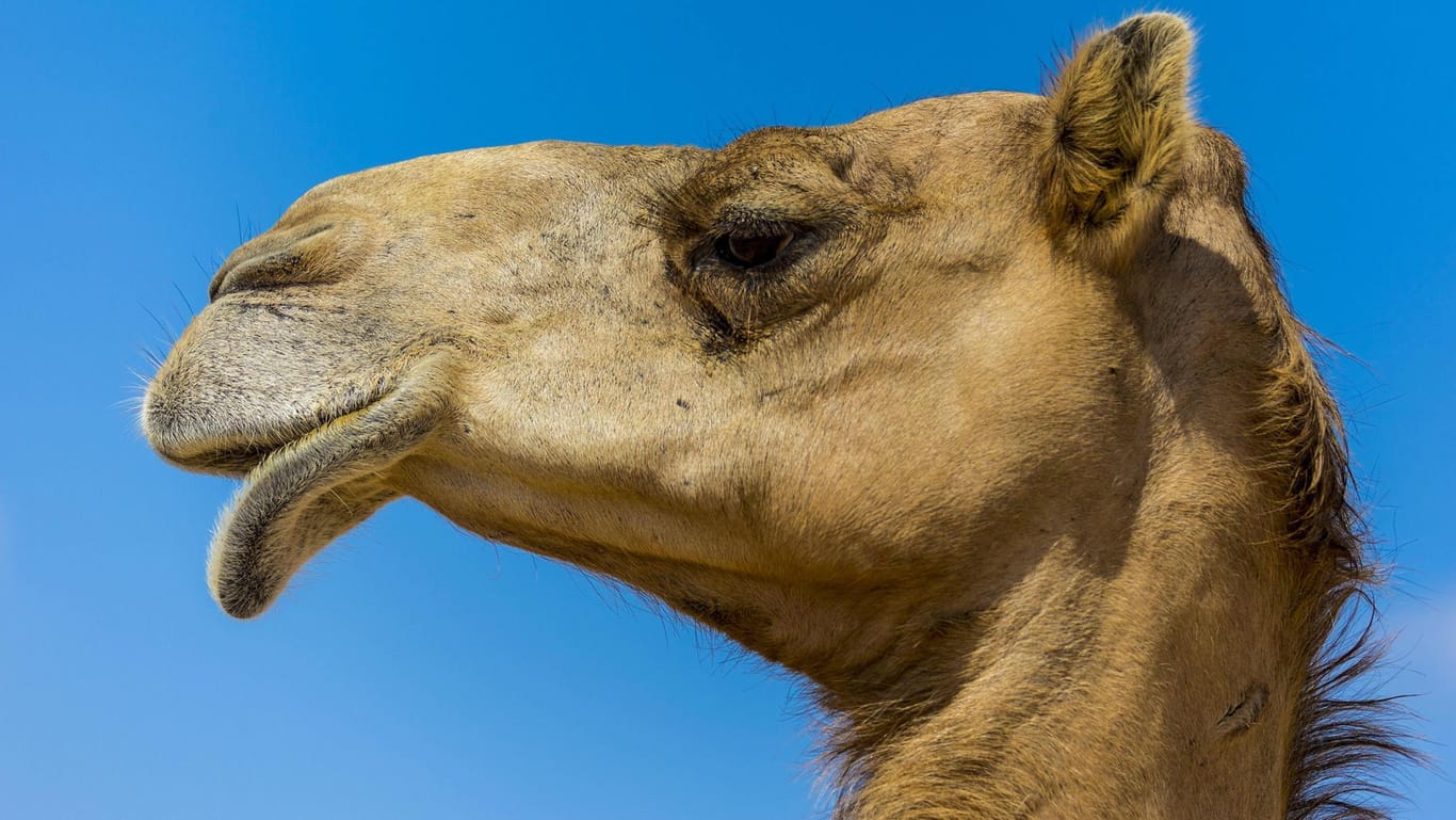 Der Kopf eines Kamels: Laut Kriterien des Schönheitswettbewerbs sollte dieser besonders groß und die Lippen voll sein.