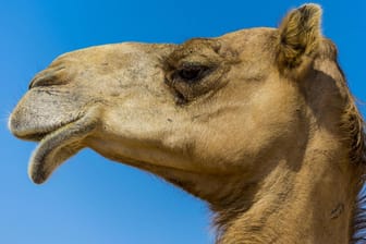 Der Kopf eines Kamels: Laut Kriterien des Schönheitswettbewerbs sollte dieser besonders groß und die Lippen voll sein.