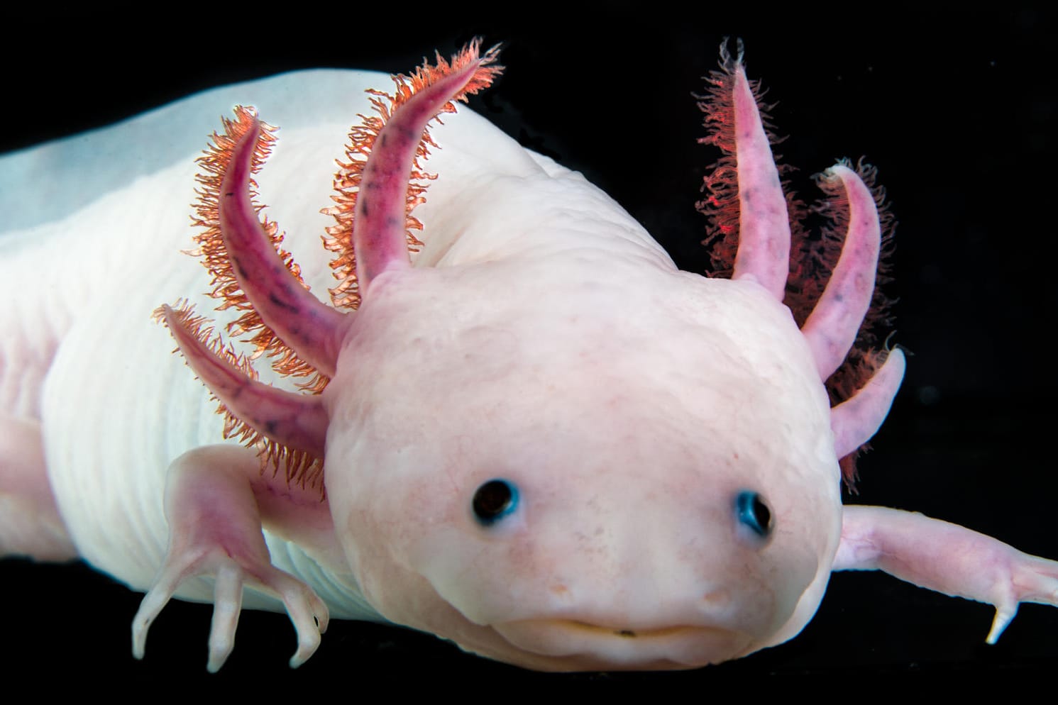 Der Axolotl wird bis zu 25 Zentimeter groß und existiert seit rund 350 Millionen Jahren.