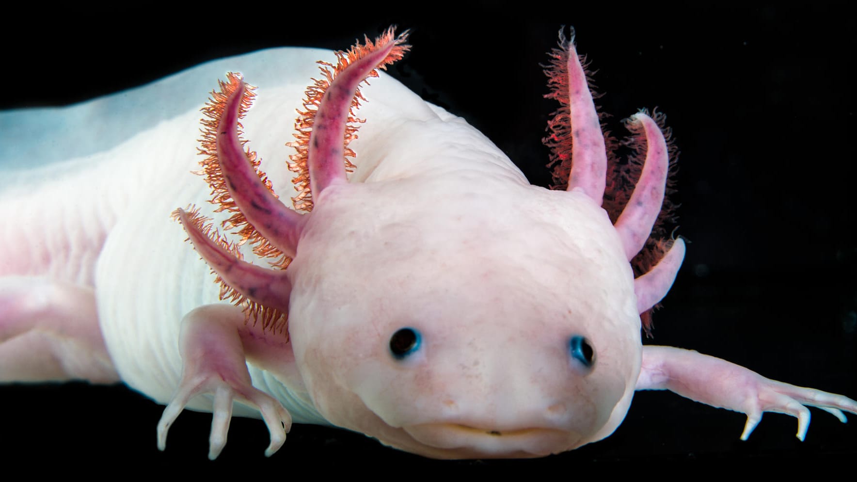 Der Axolotl wird bis zu 25 Zentimeter groß und existiert seit rund 350 Millionen Jahren.