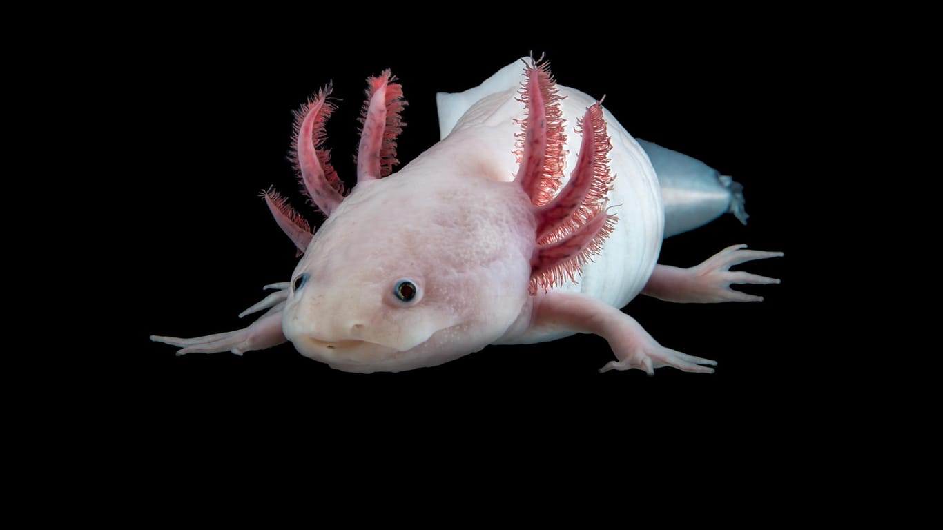 Bisher wurde das Axolotl-Genom aufgrund seiner Größe nicht komplett entziffert.