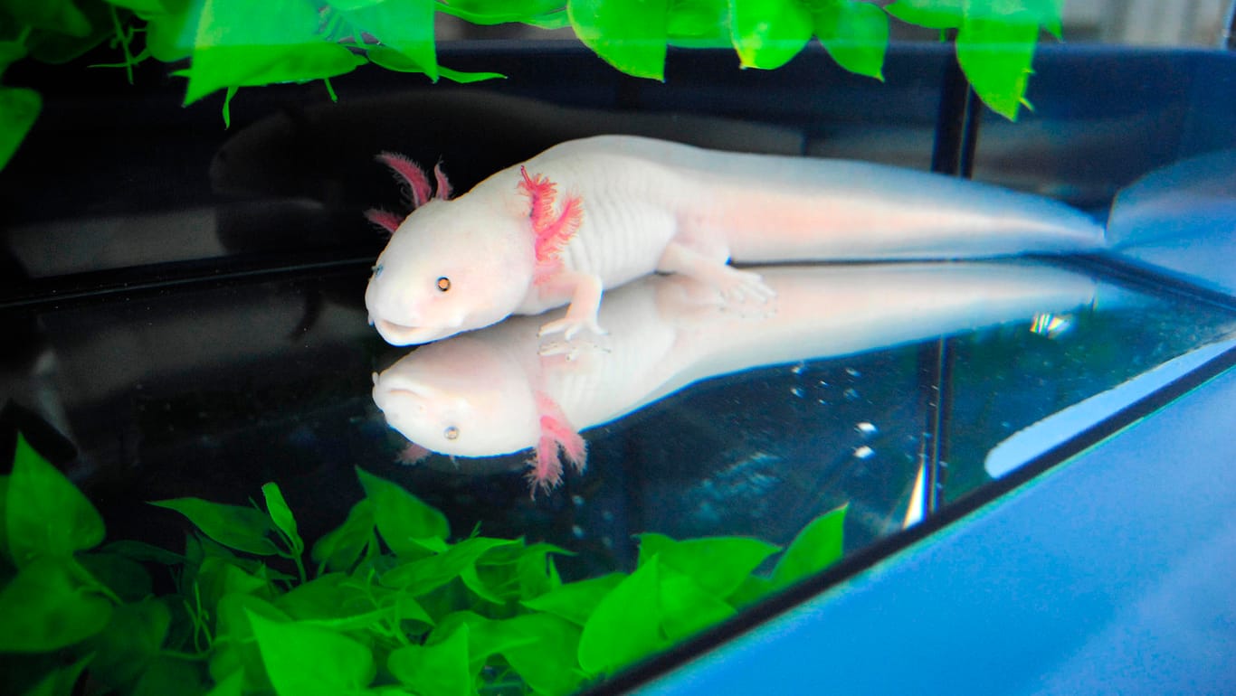 Der Axolotl ist wegen seiner Eigenschaften schon seit rund 150 Jahren Gegenstand der Forschung.