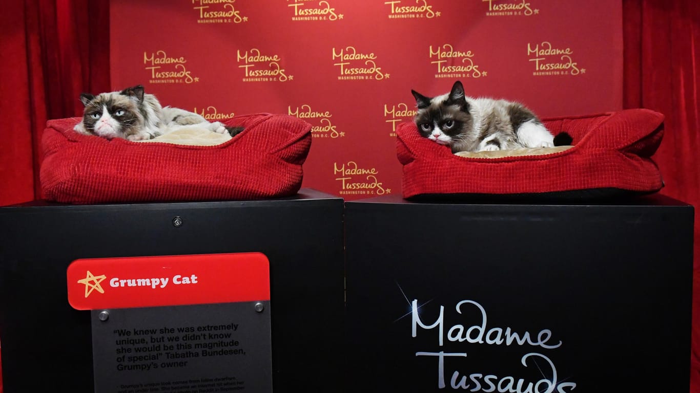Internet Phenomenon Grumpy Cat Brings Her Iconic "No Face" to Madame Tussauds Washington, DC for a Meet-and-Greet with Fans