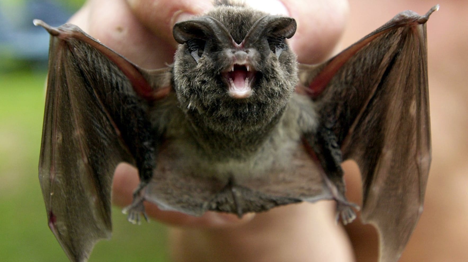 Eine Fledermaus: Schweizer Paar nach Kontakt mit einer tollwütigen Fledermaus gesucht. Eine Fledermaus: Schweizer Paar nach Kontakt mit einer tollwütigen Fledermaus gesucht.
