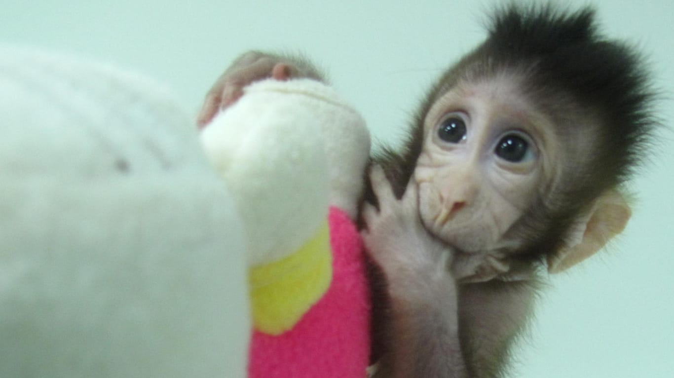 Geklonte Affen Hua Hua und Zhong Zhong: Debatte über Klonen am Menschen.