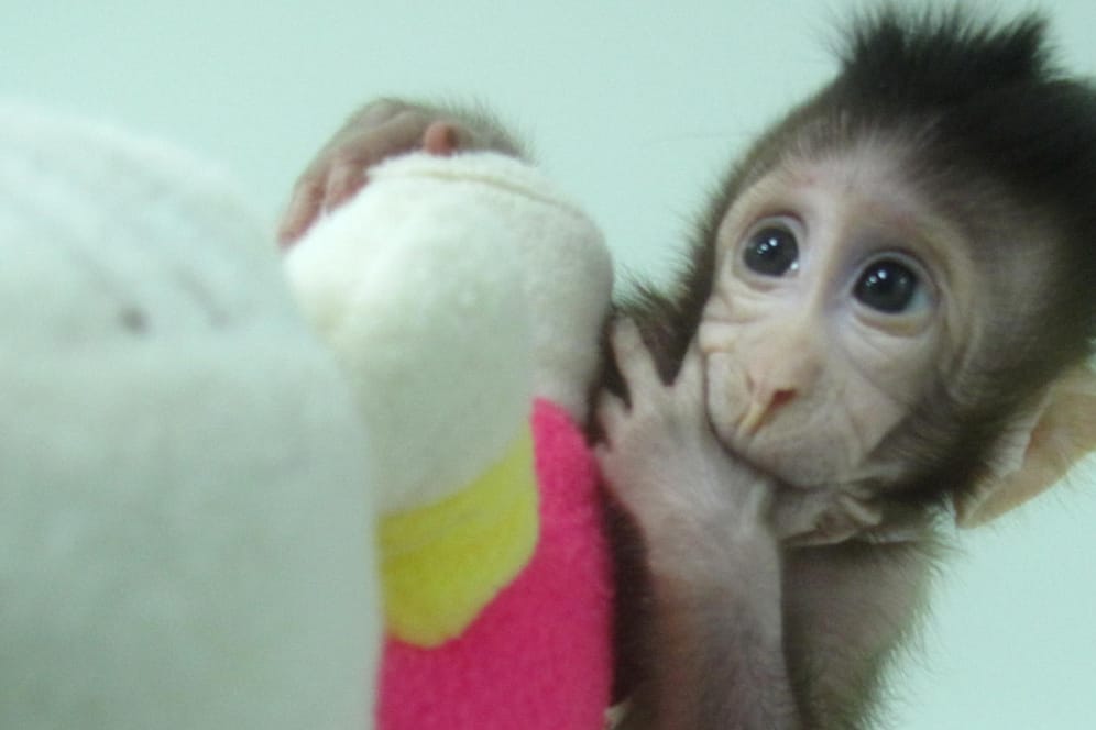 Geklonte Affen Hua Hua und Zhong Zhong: Debatte über Klonen am Menschen.
