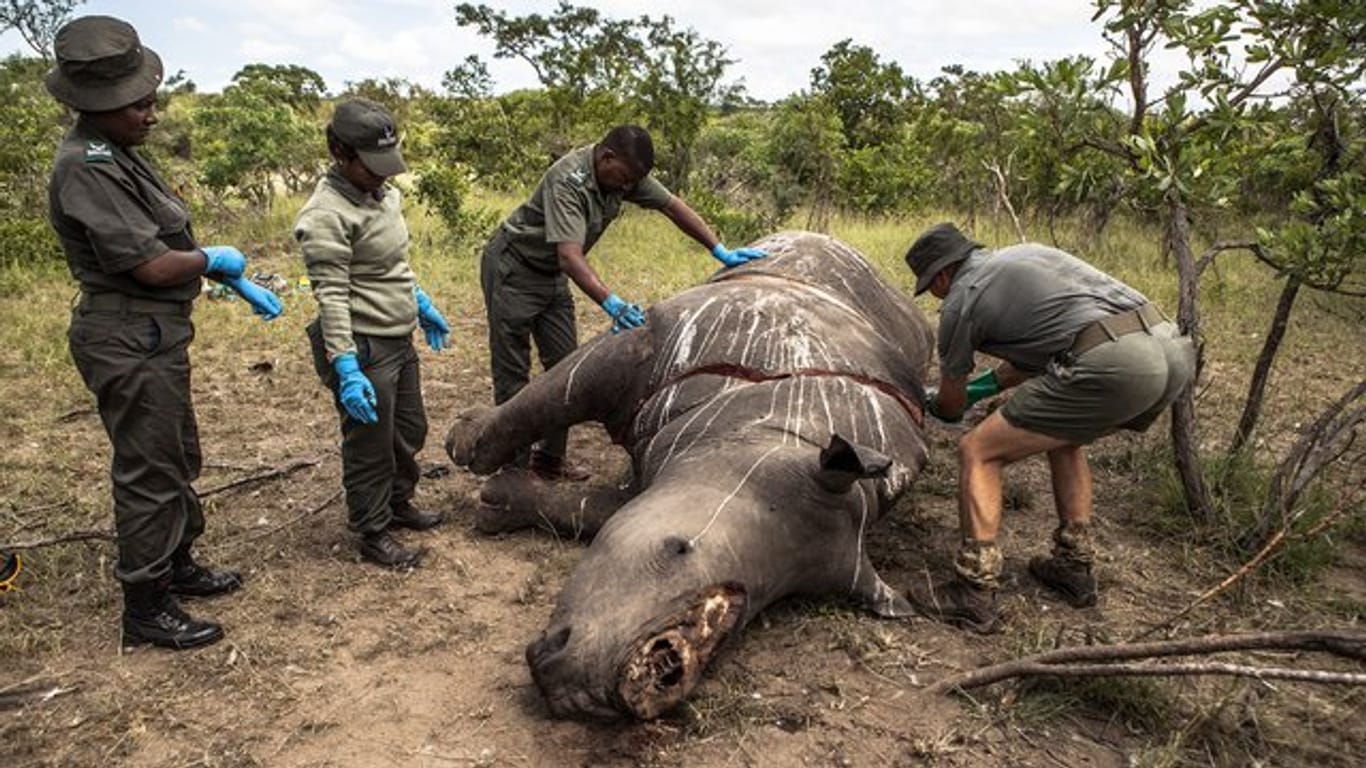 Wildhüter untersuchen im Kruger-Nationalpark in Südafrika ein von Wilderern getötetes Nashorn.