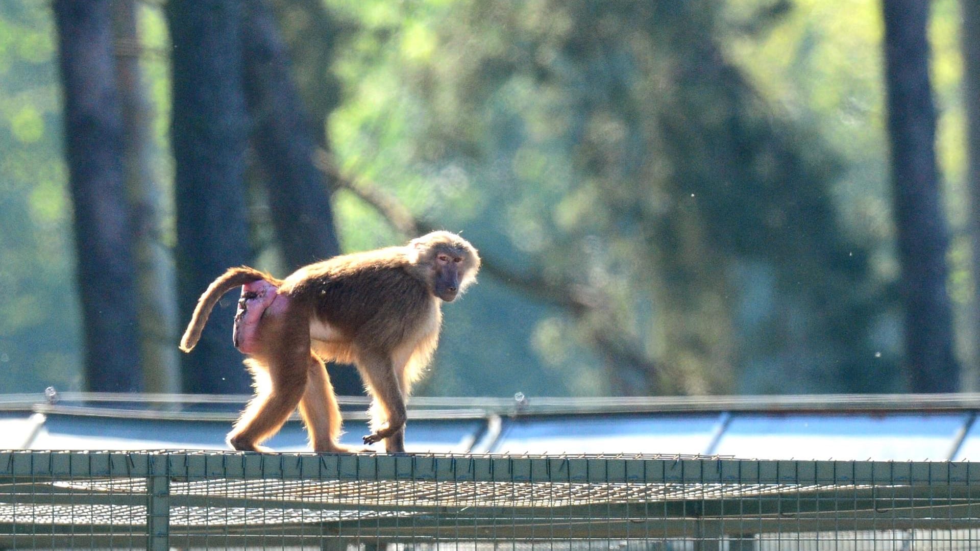 Ausgebüxt: In Hodenhagen in Niedersachsen waren im Mai 2016 mehrere Paviane aus dem Serengeti-Park ausgebrochen.