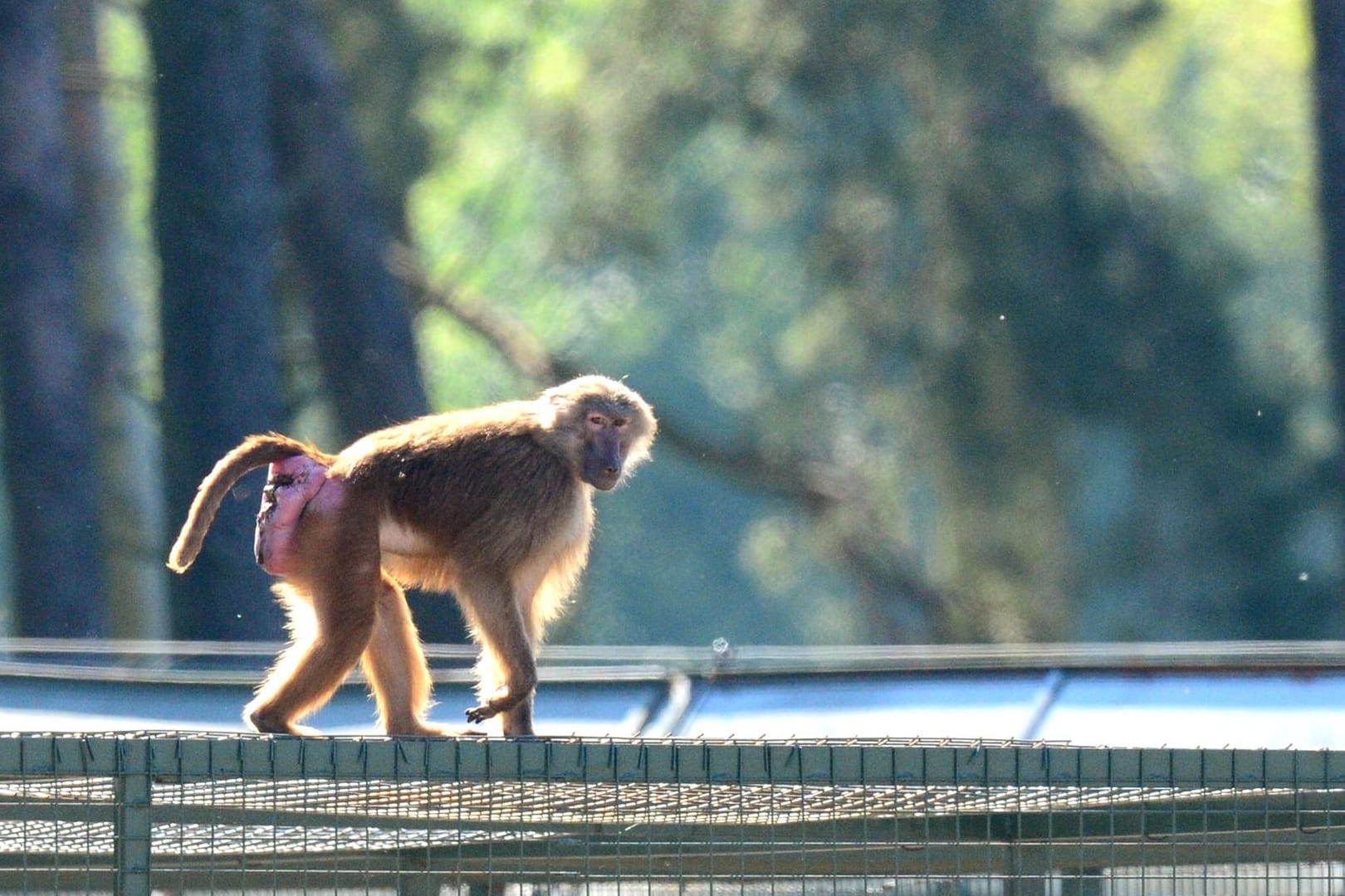 Ausgebüxt: In Hodenhagen in Niedersachsen waren im Mai 2016 mehrere Paviane aus dem Serengeti-Park ausgebrochen.