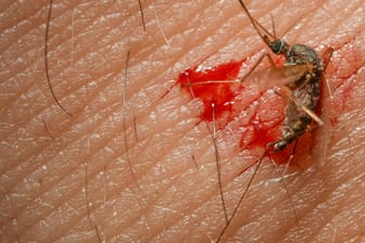Stechmücken merken sich, welche potenziellen Opfer nach ihnen schlagen und meiden diese daraufhin.