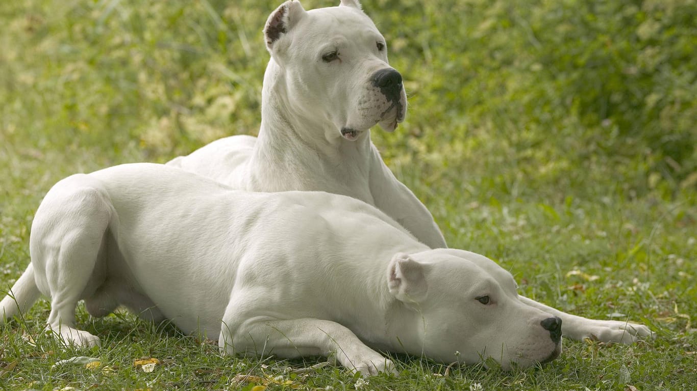 Argentinische Doggen: Hundehalter brauchen eigentlich einen Sachkundenachweis.