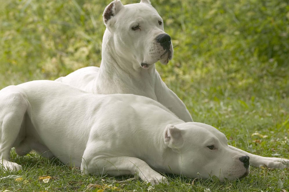 Argentinische Doggen: Hundehalter brauchen eigentlich einen Sachkundenachweis.