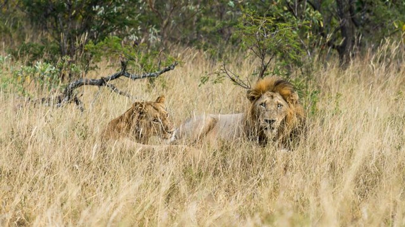 In Südafrika ist ein 75 Jahre alter Kroate bei der Löwenjagd getötet worden.