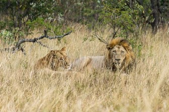 In Südafrika ist ein 75 Jahre alter Kroate bei der Löwenjagd getötet worden.