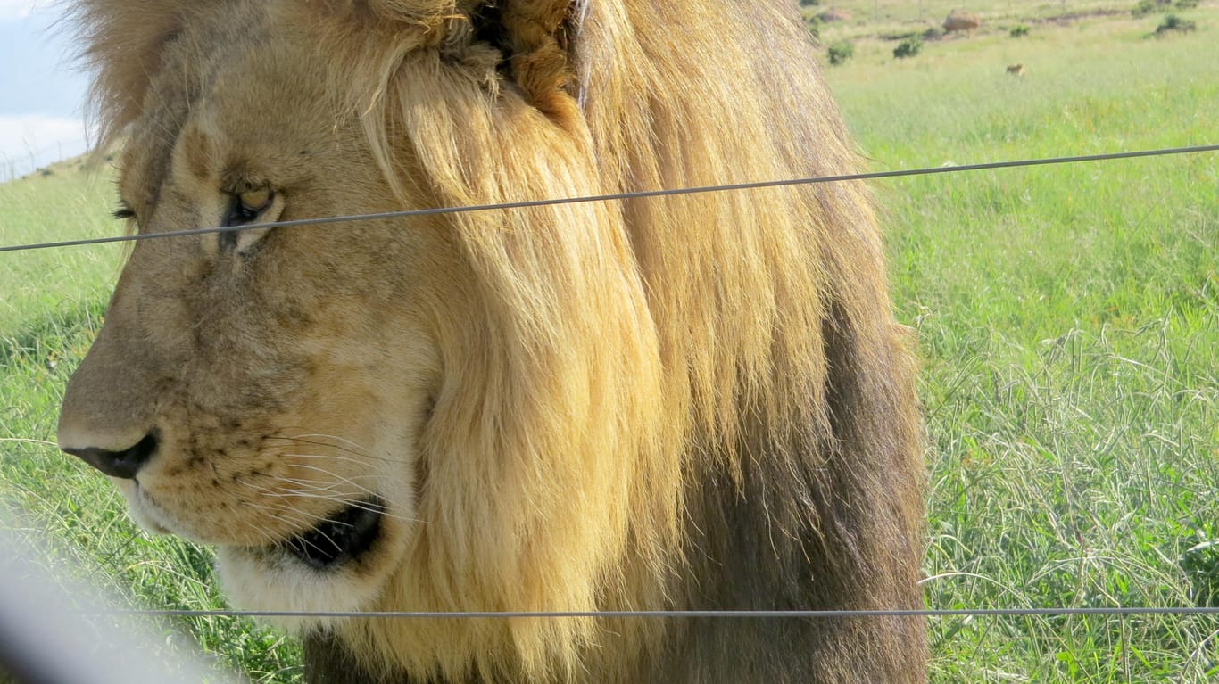Die Aufzucht von Löwen und anderen Wildtieren zur späteren Jagd ist in Südafrika legal.