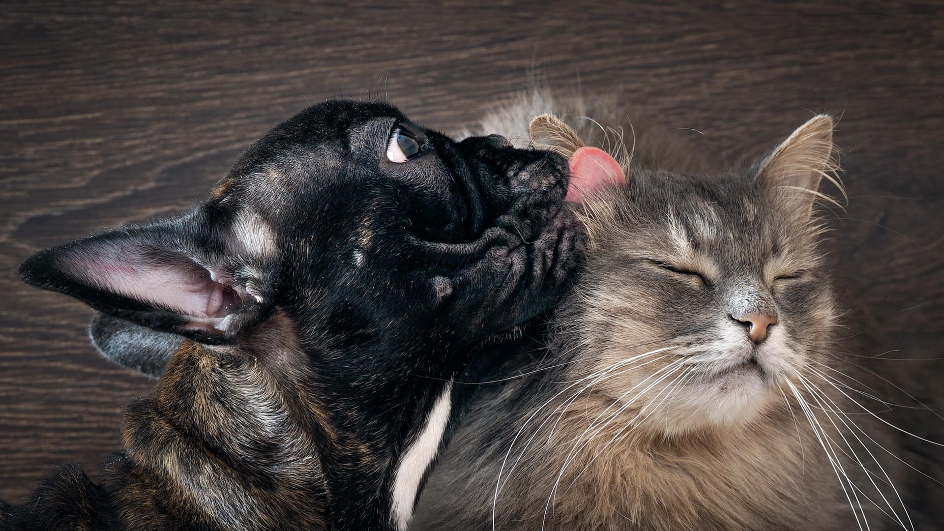 Hund und Katze beim Schmusen.