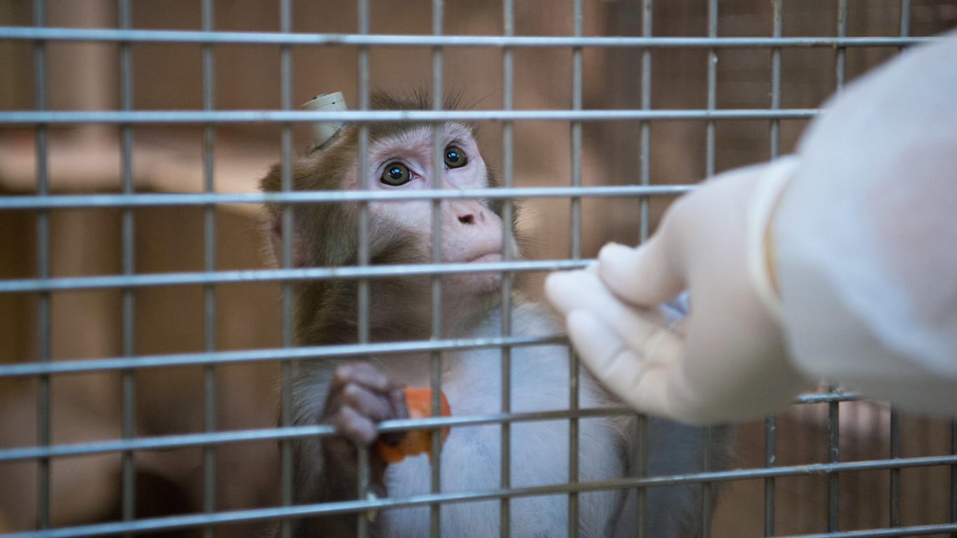 Tierversuche bei Affen: Auch Volkswagen hat Affen für Studien genutzt, bei denen die Tiere stundenlang Dieselabgase in einem Labor inhalieren mussten (Symbolbild).