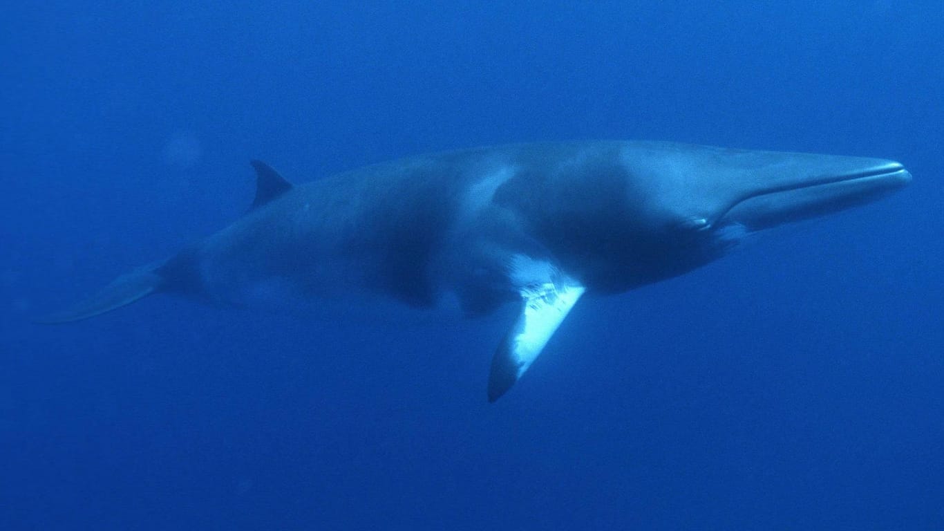 Ein Zwerg-Minkwal am Great Barrier-Riff vor Australien: Ungewöhnlich viele Wale verendeten innerhalb eines Jahres an der Ostküste der USA.