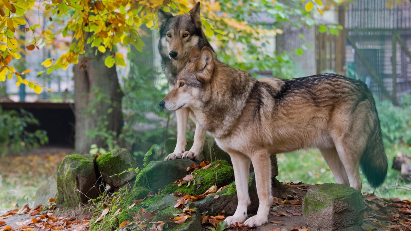 Zwei Wölfe stehen im Wisentgehege Springe: SPD und Union wollen die Ausbreitung der Wölfe stärker kontrollieren.
