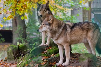 Zwei Wölfe stehen im Wisentgehege Springe: SPD und Union wollen die Ausbreitung der Wölfe stärker kontrollieren.