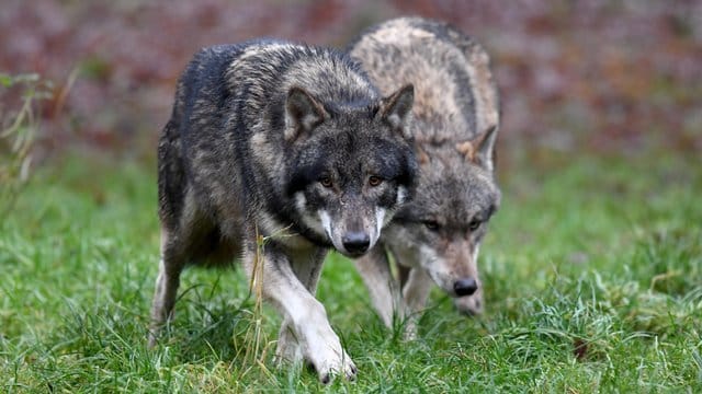 Zwei Wölfe in einem Wildpark in Schleswig-Holstein.
