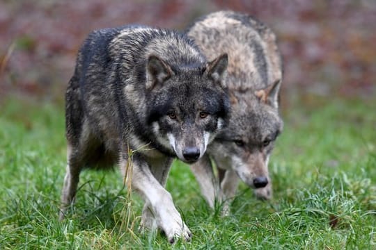 Zwei Wölfe in einem Wildpark in Schleswig-Holstein.