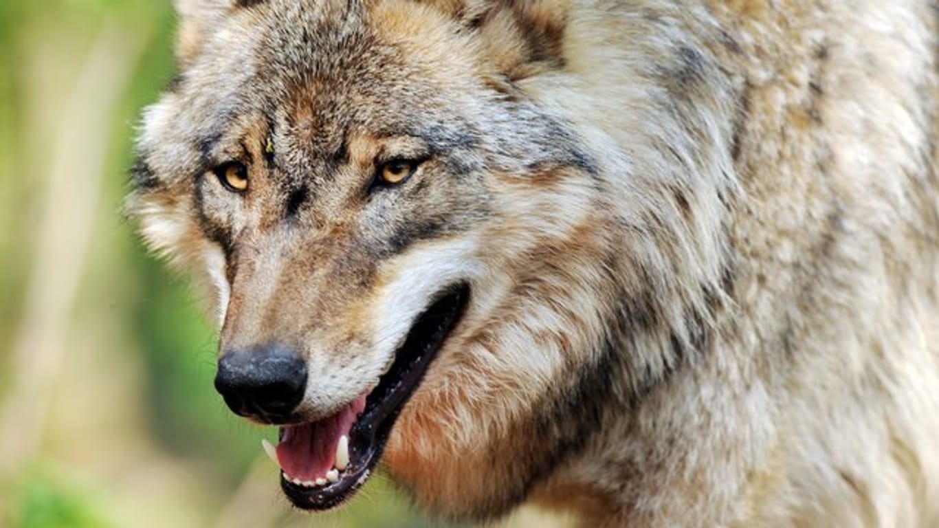 Ein Wolf streift durch ein Gehege des Wolfcenter Dörverden in Niedersachsen.