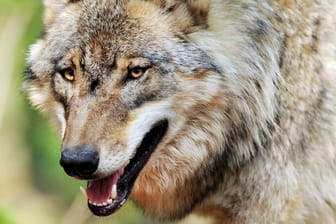 Ein Wolf streift durch ein Gehege des Wolfcenter Dörverden in Niedersachsen.