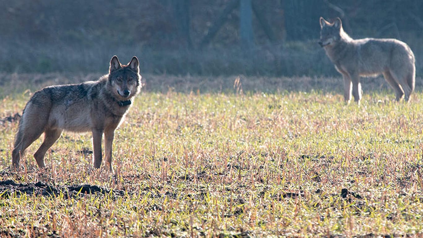Wölfe bei Münster: Ist die Rückkehr des Wolfes in Deutschland schlecht?