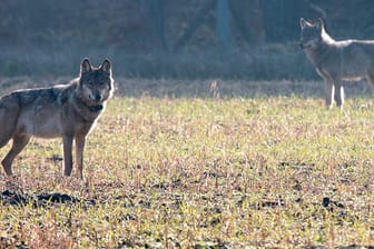 Wölfe bei Münster: Ist die Rückkehr des Wolfes in Deutschland schlecht?