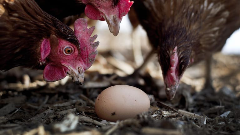 Hühner mit Ei auf einem Bauernhof in Deutschland: Die Hühner bekommen nur Bio-Futter und der Medikamenteneinsatz ist begrenzt.