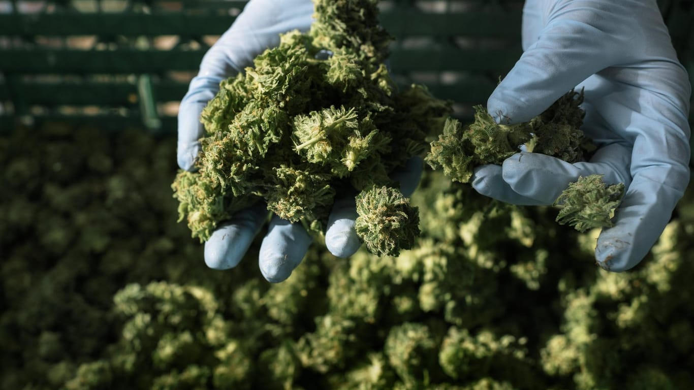 Knospen von Cannabis-Pflanzen: Die Polizei fordert eine Legalisierung der Droge.