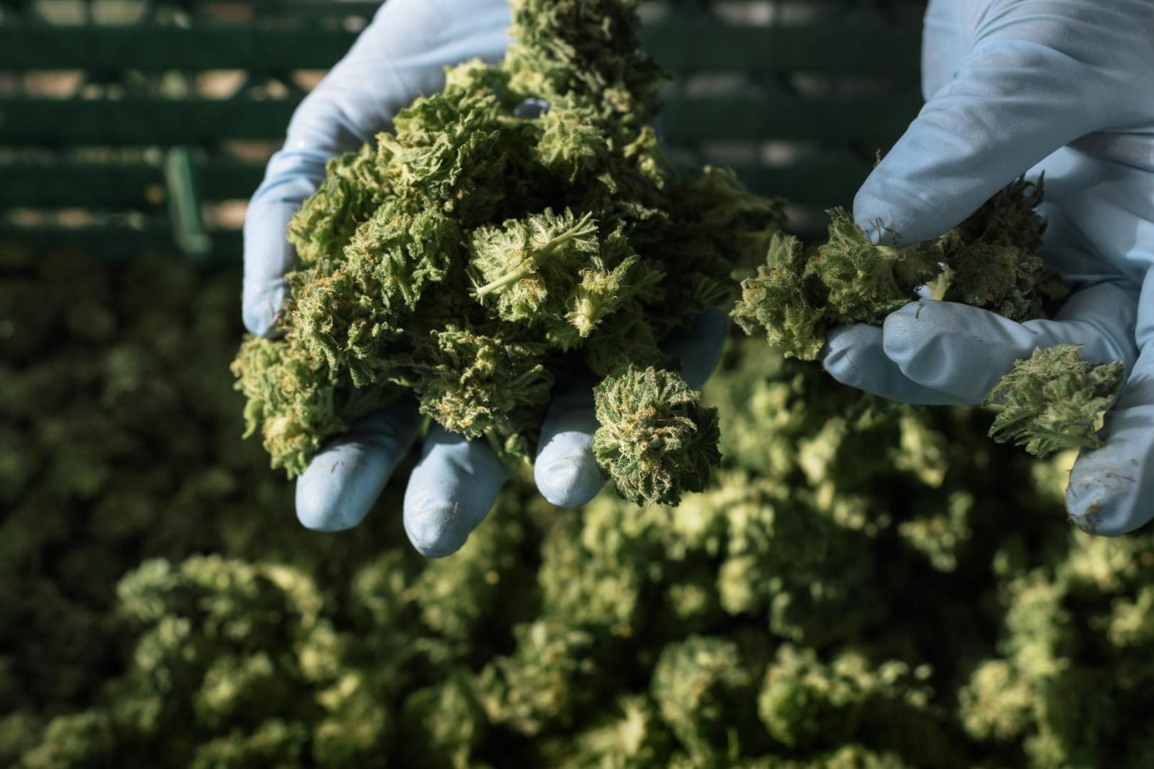 Knospen von Cannabis-Pflanzen: Die Polizei fordert eine Legalisierung der Droge.
