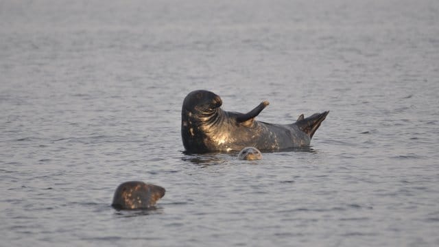 Der mysteriöse Tod von den Kegelrobben im Greifswalder Bodden hat nach Einschätzung des Bundesamtes für Naturschutz drastischere Folgen als bislang angenommen.