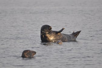 Der mysteriöse Tod von den Kegelrobben im Greifswalder Bodden hat nach Einschätzung des Bundesamtes für Naturschutz drastischere Folgen als bislang angenommen.