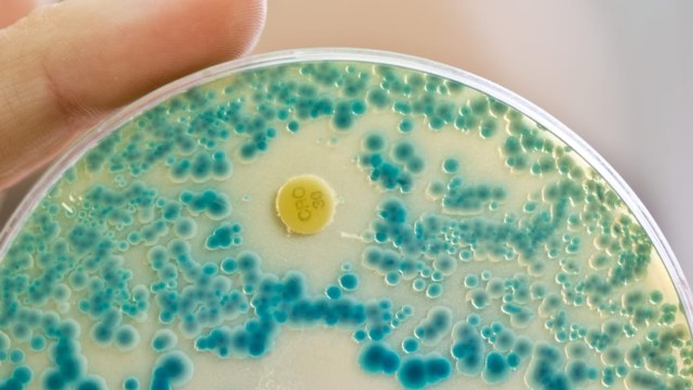 Eine Labormitarbeiterin am Institut für Klinische Mikrobiologie, Immunologie und Hygiene des Universitätsklinikums Erlangen hält eine Indikator-Kulturplatte zum Nachweis von resistenten Bakterien in der Hand.