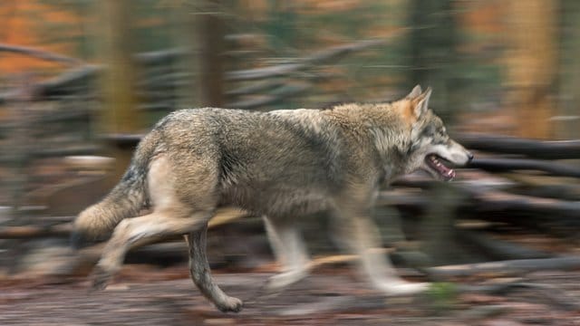 Töten oder leben lassen? Über den Abschuss von Wölfen in Deutschland herrscht keine Einigkeit. Töten oder leben lassen? Über den Abschuss von Wölfen in Deutschland herrscht keine Einigkeit.