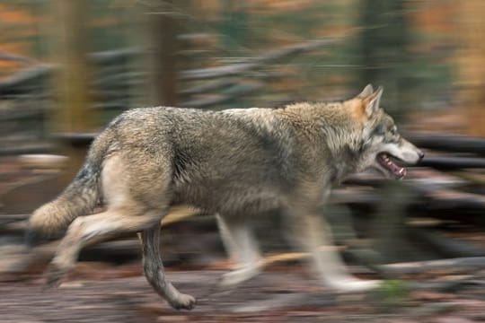 Töten oder leben lassen? Über den Abschuss von Wölfen in Deutschland herrscht keine Einigkeit.