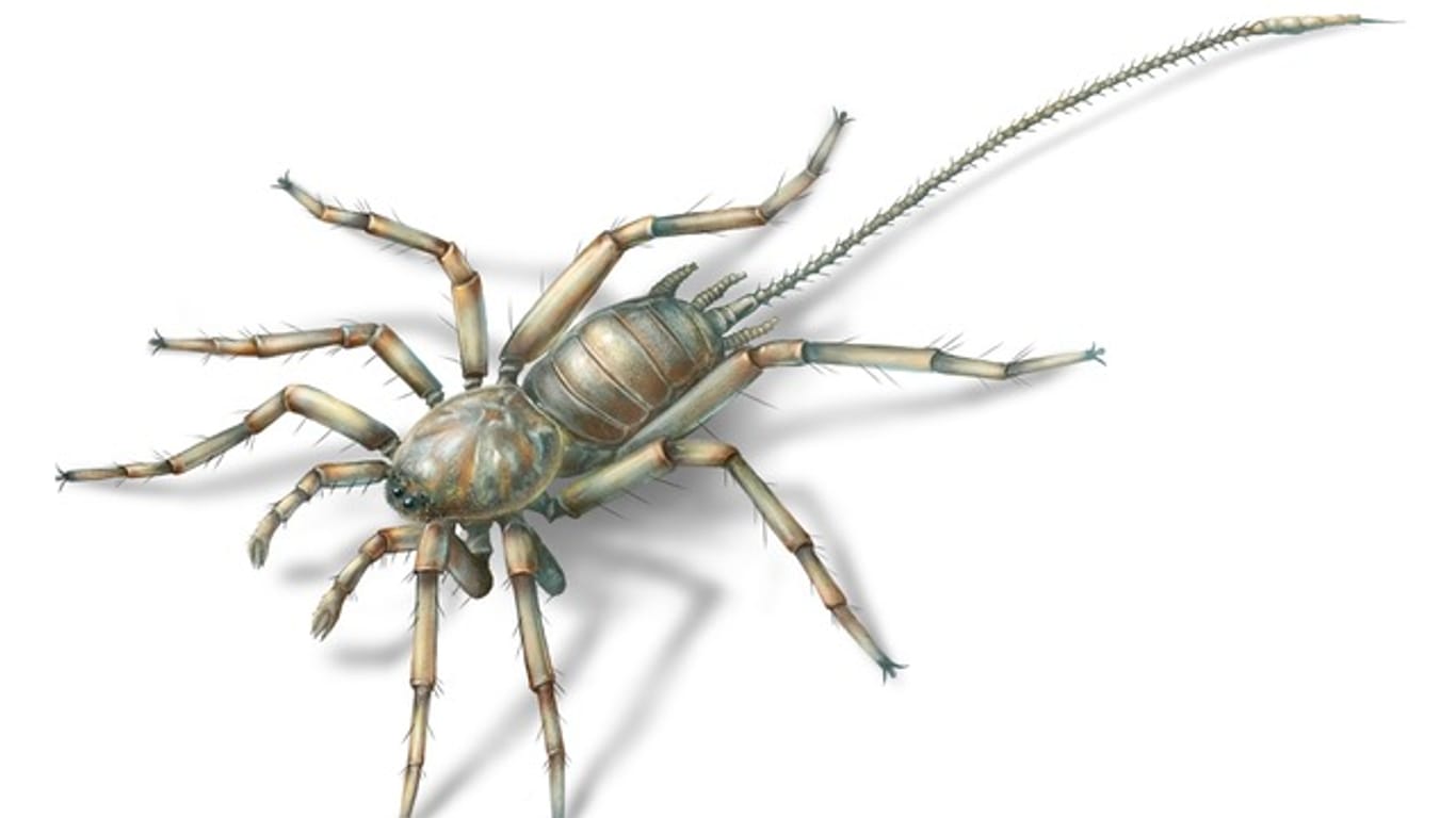 Eine Spinne mit Schwanz: Diese bisher unbekannte Spinnenart wurde nun von Forschern in einem Bernstein gefunden.
