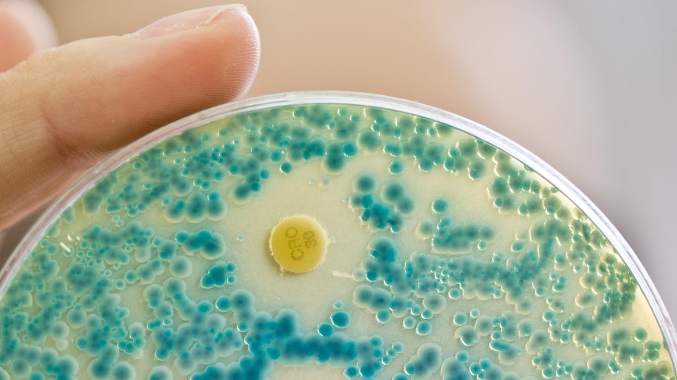 Bakterien in einem Labor in Erlangen: In deutschen Gewässern sind immer öfter Keime zu finden, die immun gegen Antibiotika sind.