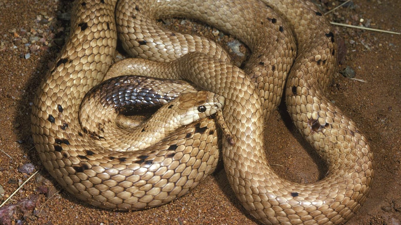 Westliche Braunschlange (Pseudonaja nuchalis): In Australien ist eine Schwangere vermutlich durch den Biss einer solchen Schlange gestorben.