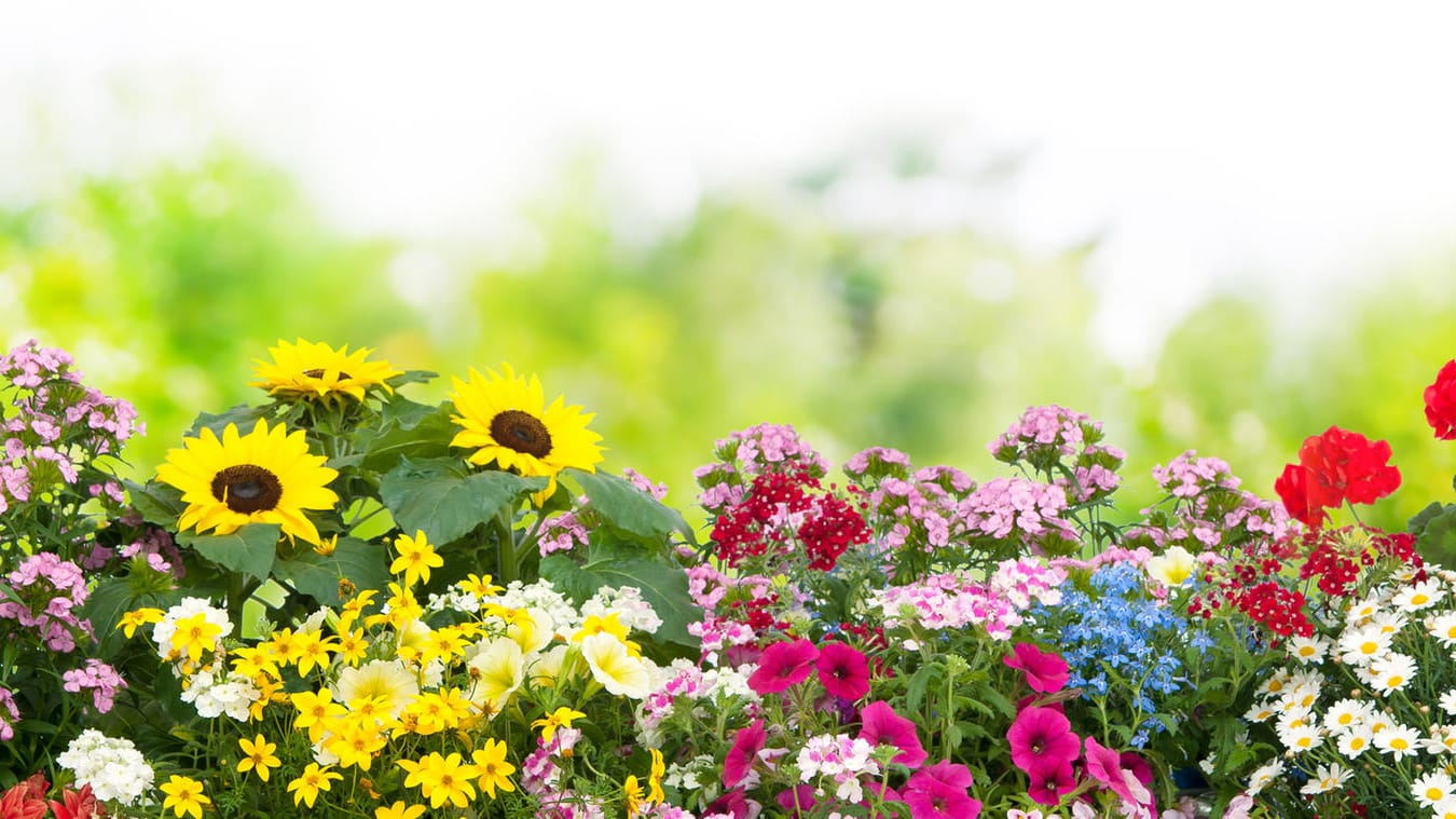 Blumen im Garten