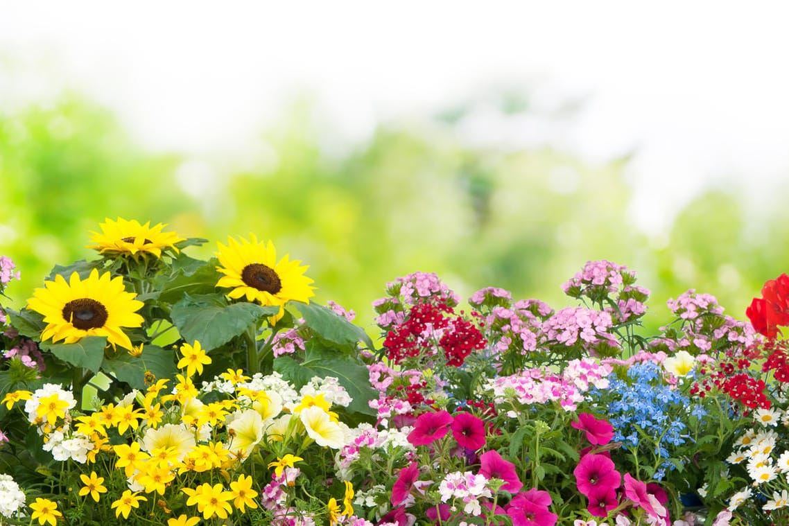 Blumen im Garten