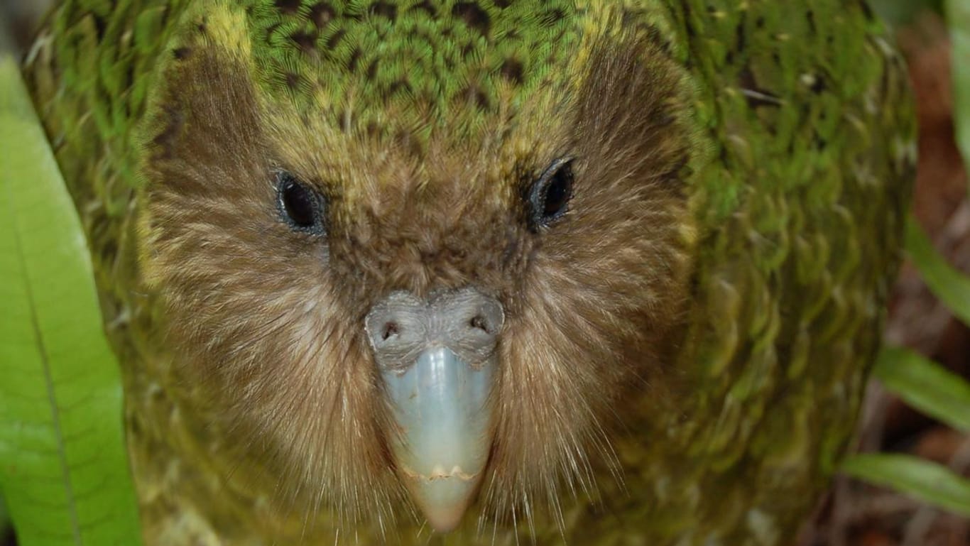Papagei Sirocco: Berühmtester Vogel Neuseelands wieder da.